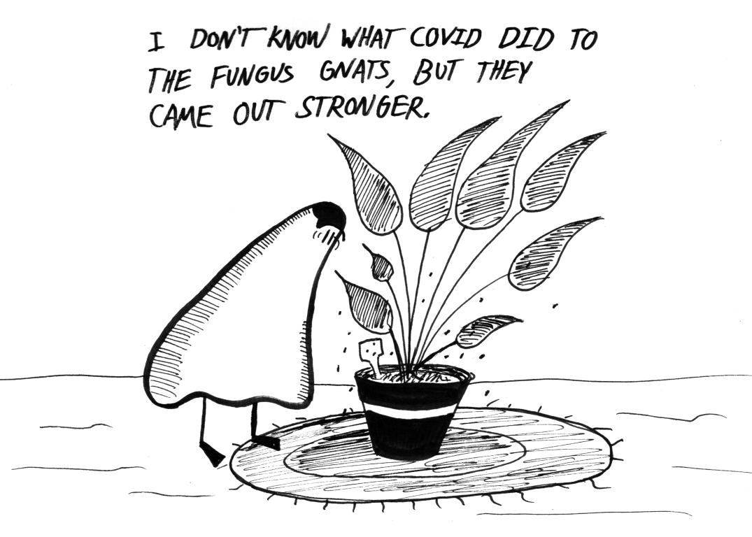 2025-10-08_fungus-gnats.png